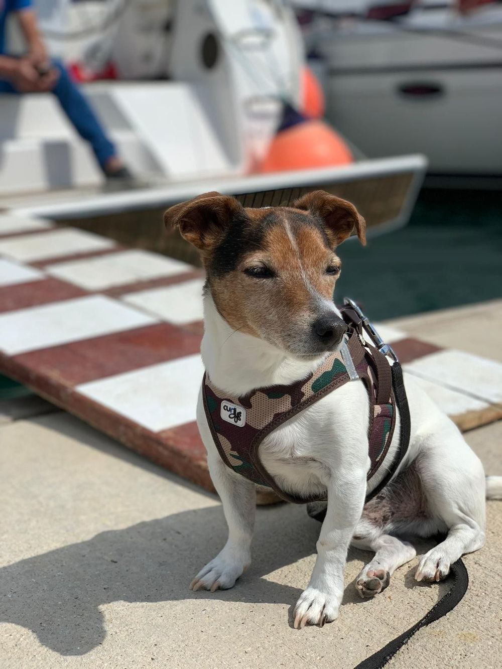 Lennox im Geschirr sitzt auf dem Steg in der Marina, dahinter Boote mit orangen Fendern